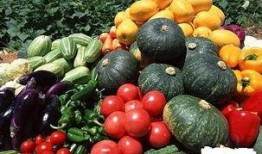 吃瓜菜的文案,探寻美味与健康的完美融合