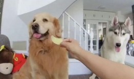 给狗子吃瓜公众号,揭秘狗狗吃瓜的乐趣与营养