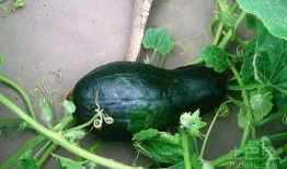 割麦吃瓜图片大全,夏日田园生活图鉴