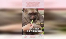 猩爷吃瓜,揭秘娱乐圈那些不为人知的幕后故事