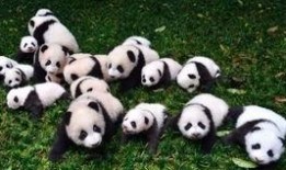 恐龙岛吃瓜,一场吃瓜者的冒险之旅