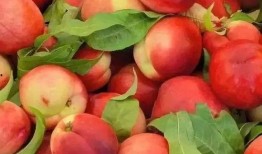 小孩吃瓜看着桃子,童趣盎然