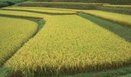 稻田吃瓜图片大全,探寻稻田里的甜蜜画卷