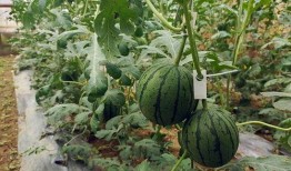 三白吊瓜怎么吃,解锁美味新体验