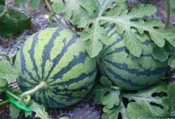 怎样拍吃瓜,捕捉夏日清凉时光