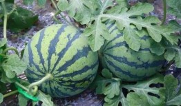 怎样拍吃瓜,捕捉夏日清凉时光