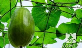 孕吃冻瓜,冻瓜的营养与美味探索