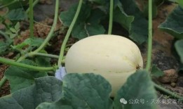 经期吃脆瓜,脆瓜助力女性健康调理