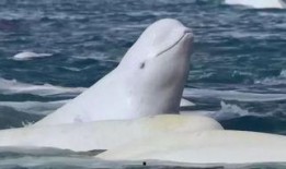 吃瓜小熊白鲸,揭秘海洋中的趣味生活