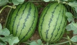 黑影吃瓜应用,揭秘网络热点的幕后真相