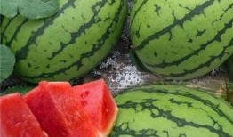 最快速吃瓜,揭秘最快速吃瓜达人