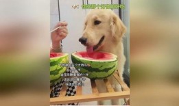 主人带狗狗吃瓜