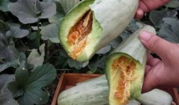 茄瓜妇可以吃吗,适宜人群与营养分析