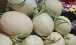 吃瓜长出蘑菇,揭秘神奇的自然生长之旅