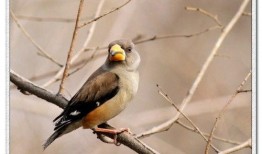 鸟嘴瓜怎么吃最好