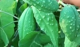 生物机电吃瓜,瓜田里的绿色革命