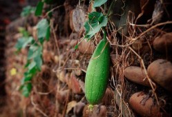 立秋为什么吃瓜,传统习俗中的养生智慧