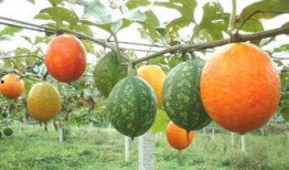 孕妇梦见吃吊瓜,吊瓜寓意着什么？