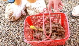 吃地薯瓜上火吗