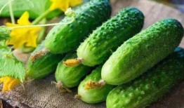 什么瓜苗瓜花可以吃,瓜苗瓜花可食用之谜