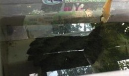 大鳄龟吃瓜,瓜果盛宴