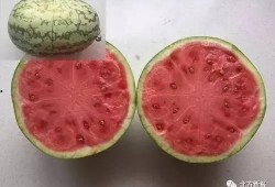 假情侣吃瓜,吃瓜群众笑翻天