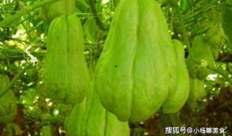 痛风可以吃佛手瓜吗,佛手瓜的适宜食用解析