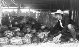 沭阳吃瓜群众案件,网络舆论下的法律边界探讨