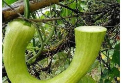 米言吃瓜,揭秘娱乐圈那些不为人知的幕后故事