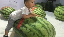 最近凉山吃瓜事件,揭秘背后真相与反思