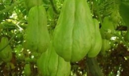 痛风可以吃佛手瓜吗,佛手瓜的适宜食用解析