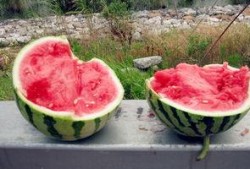 无锡太湖吃瓜,无锡太湖畔的夏日吃瓜盛宴