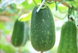 吃瓜五年感情,一段甜蜜的吃瓜爱情故事