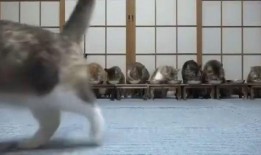 吃瓜考验后续,揭秘娱乐圈背后的真相与秘密