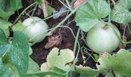 江西吊瓜几月吃,江西吊瓜最佳食用月份揭晓