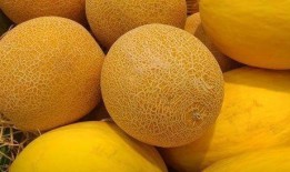 春天的哈密瓜可以吃吗,揭秘哈密瓜的春季食用指南