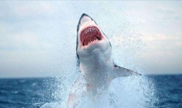 大奇吃瓜鲨鱼,勇吃瓜鲨鱼，揭秘海洋奇遇记