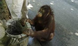 猩爷吃瓜,揭秘娱乐圈那些不为人知的幕后故事