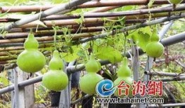 吃生葫芦瓜视频,视频揭秘家常烹饪新宠