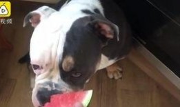 狗吵架猫吃瓜,一场宠物界的“吃瓜”大戏