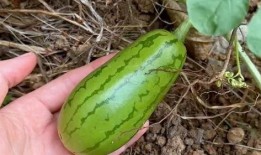 吃瓜容易出血,揭秘瓜果食用注意事项