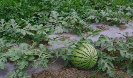 小祝在吃瓜,揭秘娱乐圈那些事儿