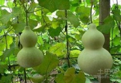 猴子吃葫芦瓜图片大全,猴子吃葫芦瓜图片大盘点