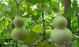 猴子吃葫芦瓜图片大全,猴子吃葫芦瓜图片大盘点