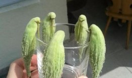 轻雀吃瓜群,揭秘网络社交圈的趣味与争议