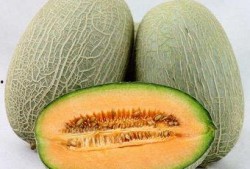 哈密瓜有吃哈密瓜的吗