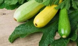 尿酸可以吃胶瓜,胶瓜助力健康生活