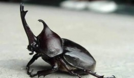 独角仙吃瓜吗,揭秘昆虫界的“吃瓜群众”