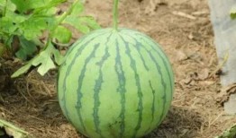 神瓜老了怎么吃,探索传统美食的无限可能