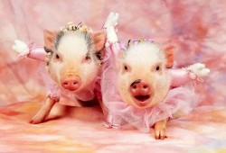 小猪吃瓜直播回放,趣味横生的欢乐时光回顾